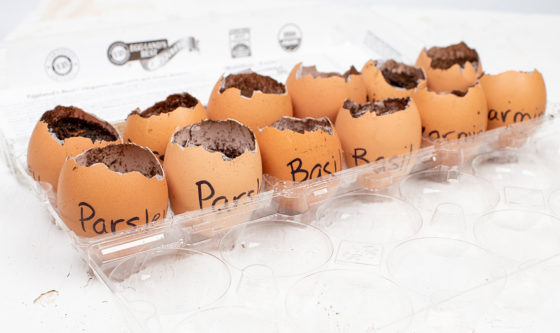 Eggland’s Best Eggshell Seed Starters