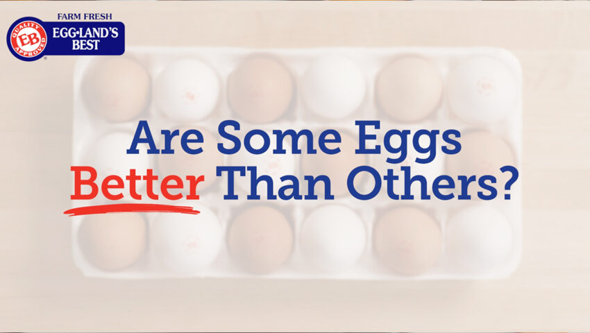 Youtube Cover better eggs